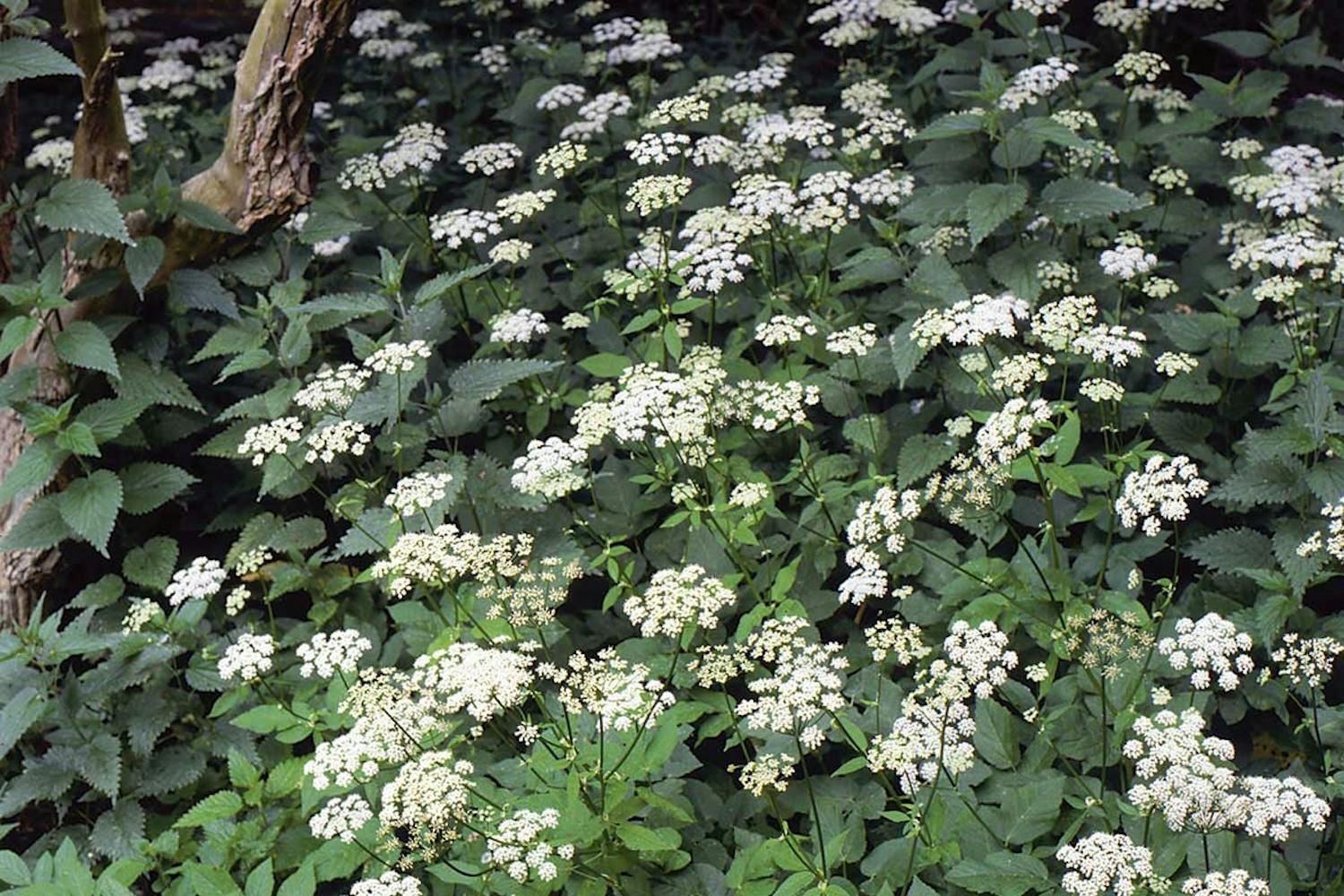 Skvalderkål Bekæmpelse af skvalderkål